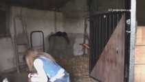 047002 Yassie Takes A Cheeky Pee In Someone's Outhouse 8