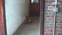 046006 Yassie Takes An Emergency Pee At The Stables 6