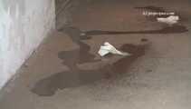 046006 Yassie Takes An Emergency Pee At The Stables 7